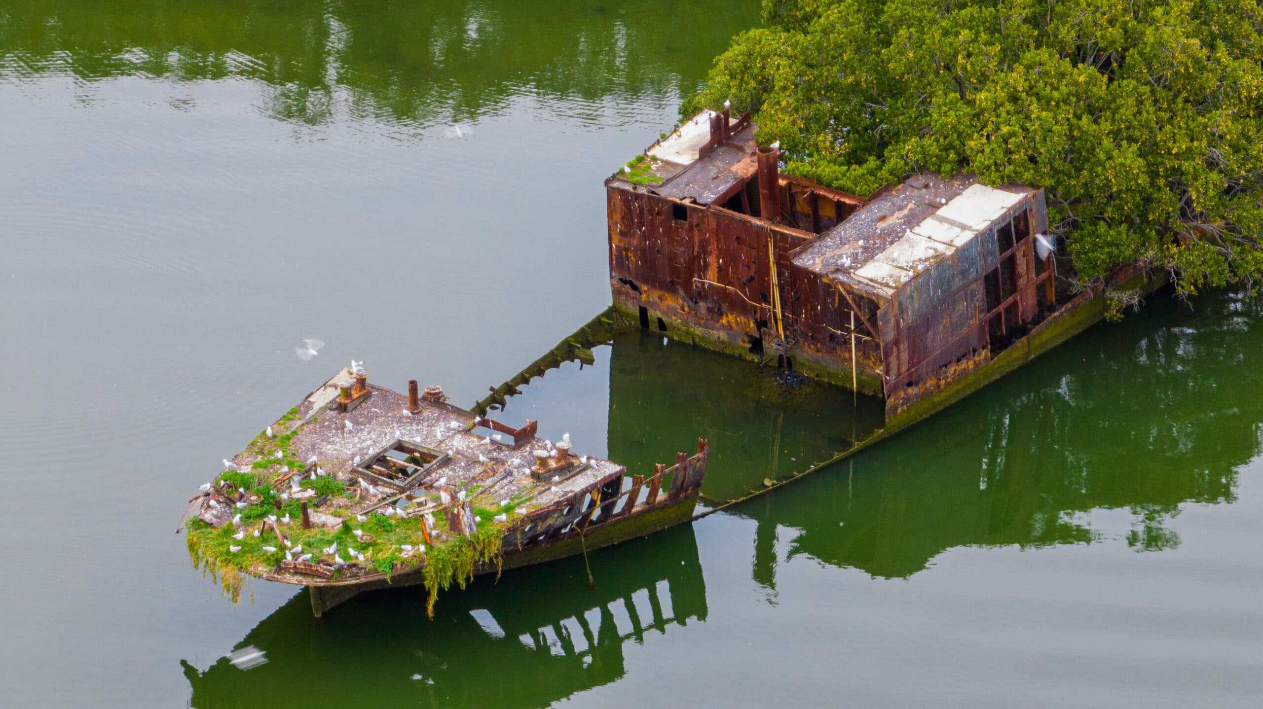 SS Ayrfield shipwreck floating forest in Homebush Bay Sydney
