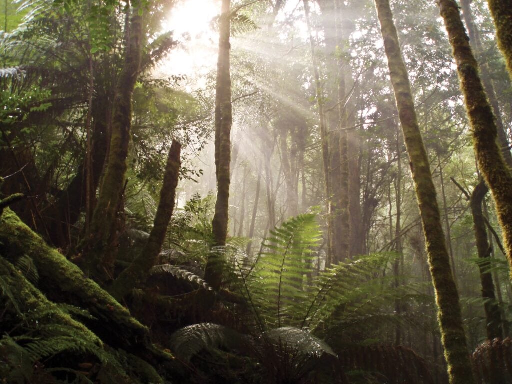 Tarkine Rainforest