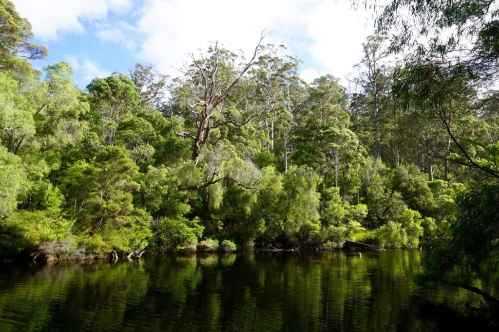 warren national park western australian rainforest australia