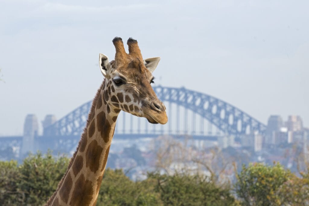 A Giraffe at Taronga Zoo with the Sydney Harbour Bridge in the background. 