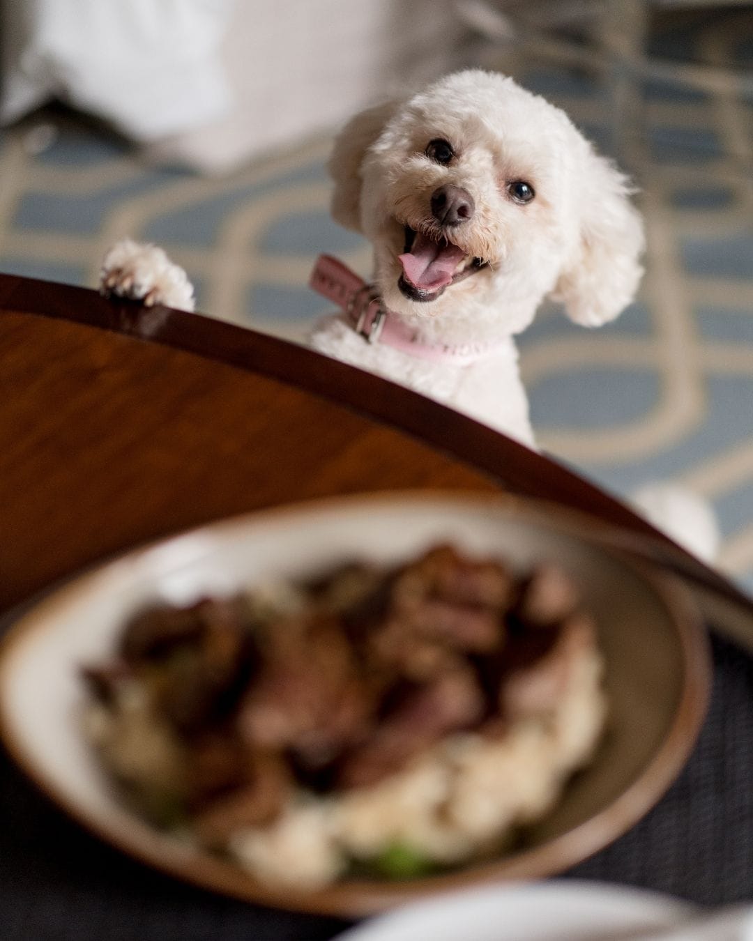 A small white dog jumping up to beg for scraps at the The Langham in Sydney.