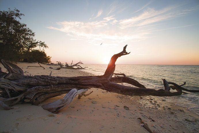 Lady Musgrave Island (Image via: Tourism & Events Queensland)