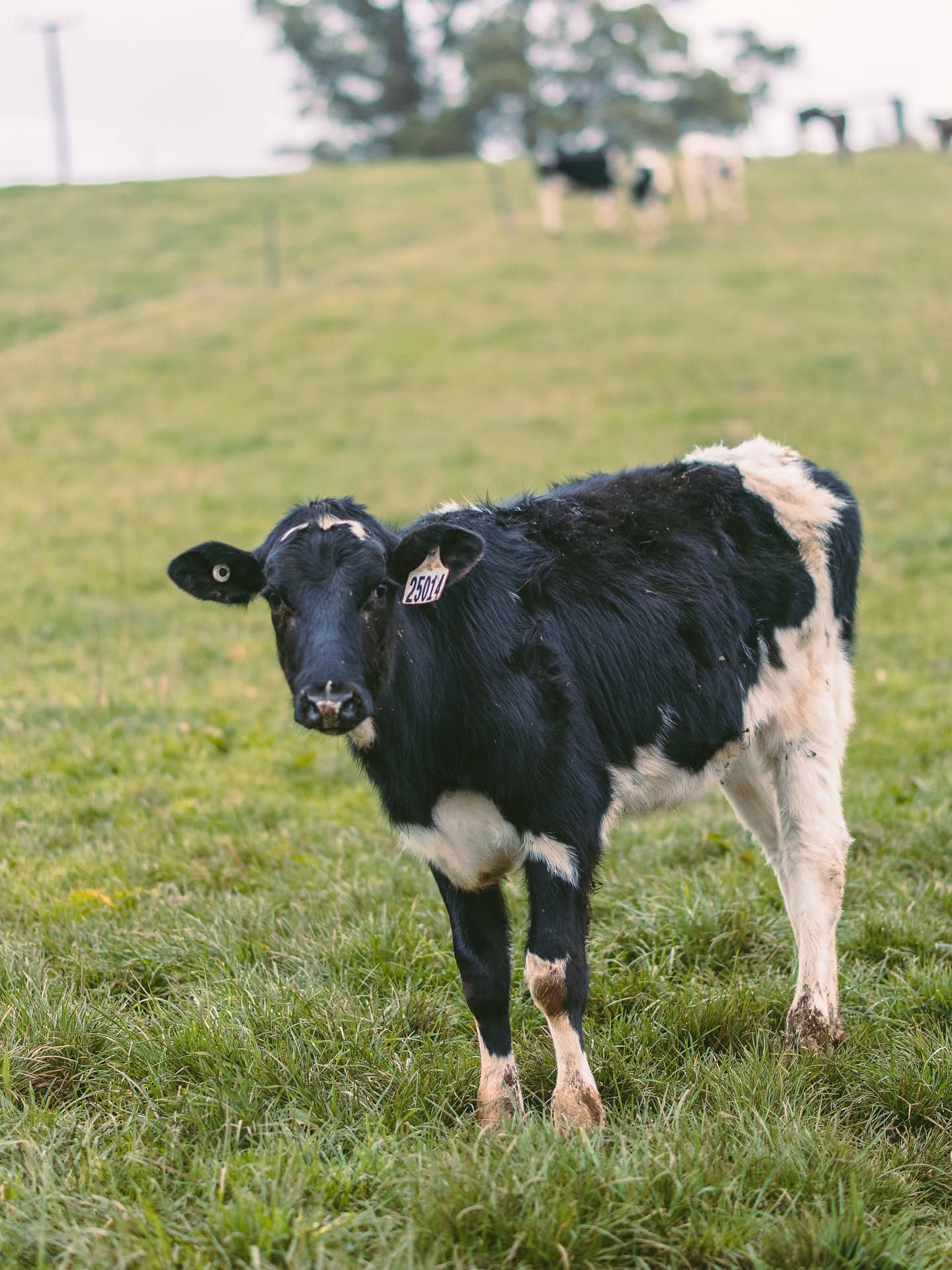 a cow at sawmillers cottage tasmania