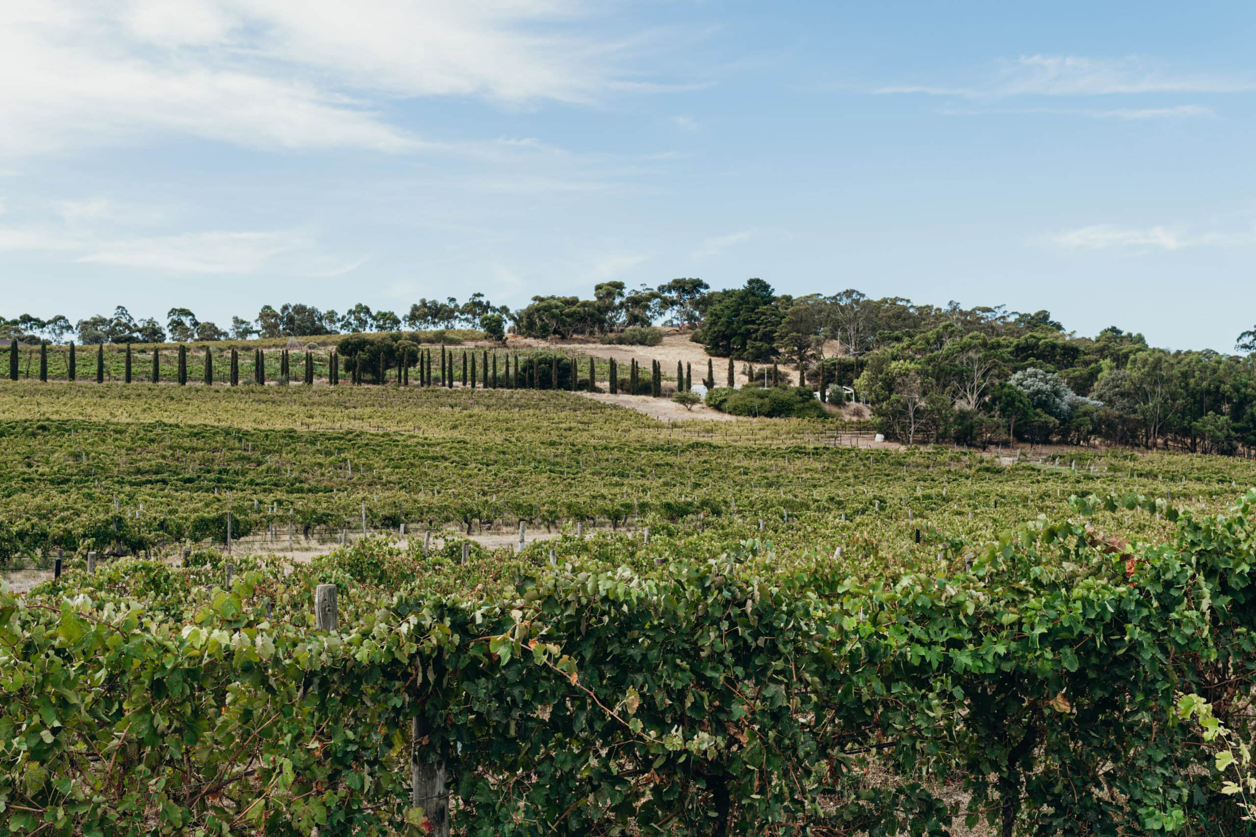 vineyard-scenery-19-Sitchu