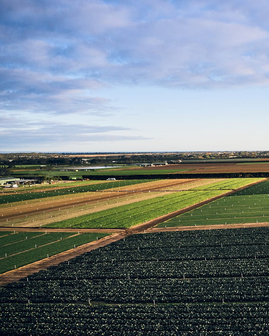 hawkes farm boneo (6)