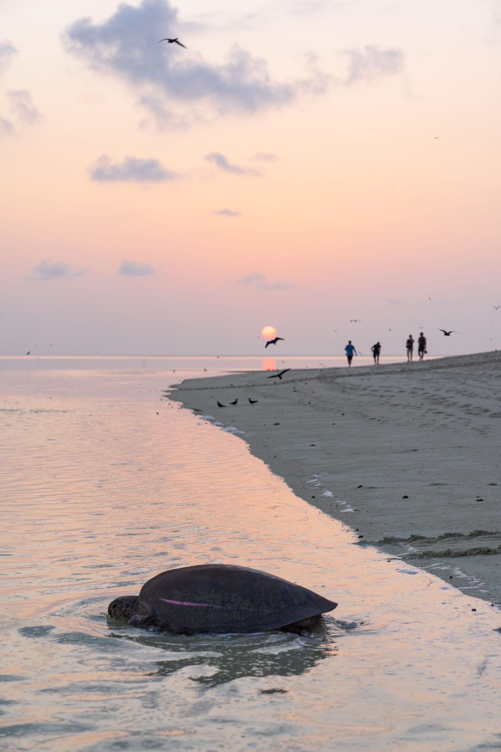 Turtle on Heron Island