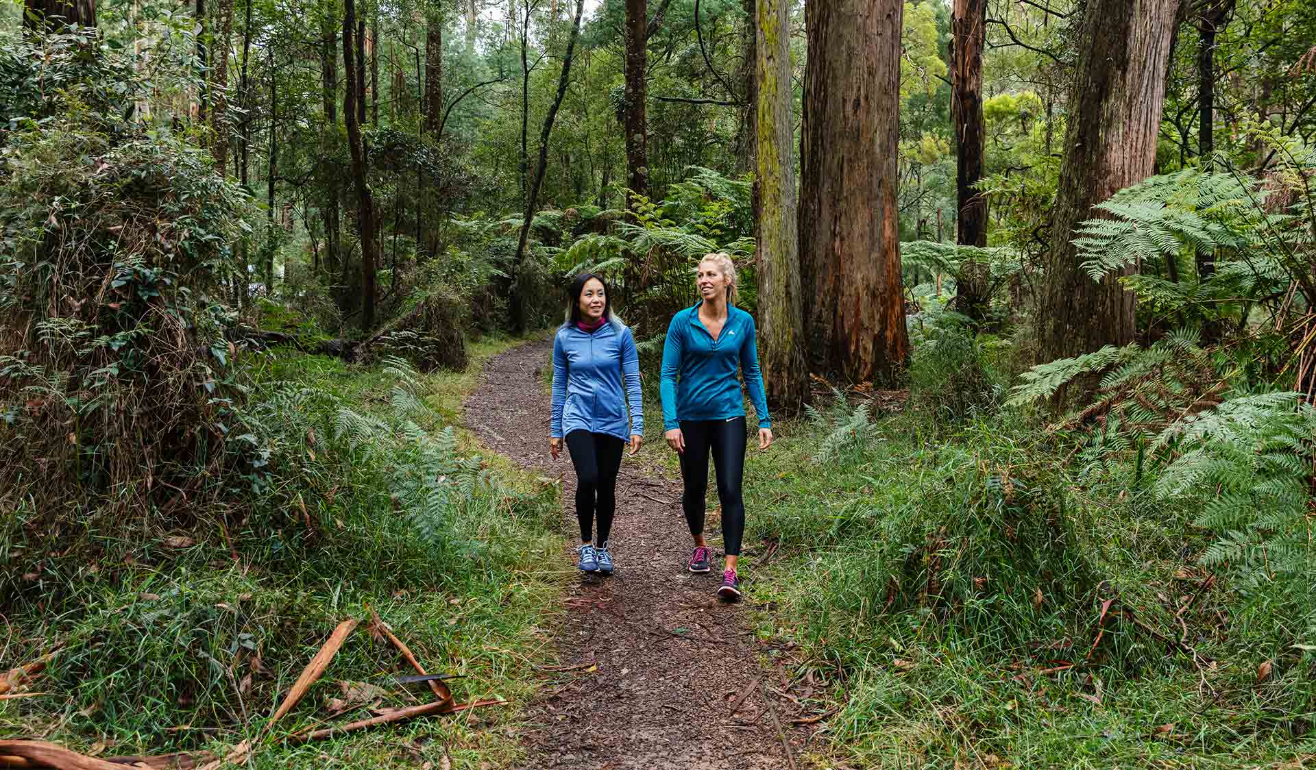 dandenong ranges trail (1)