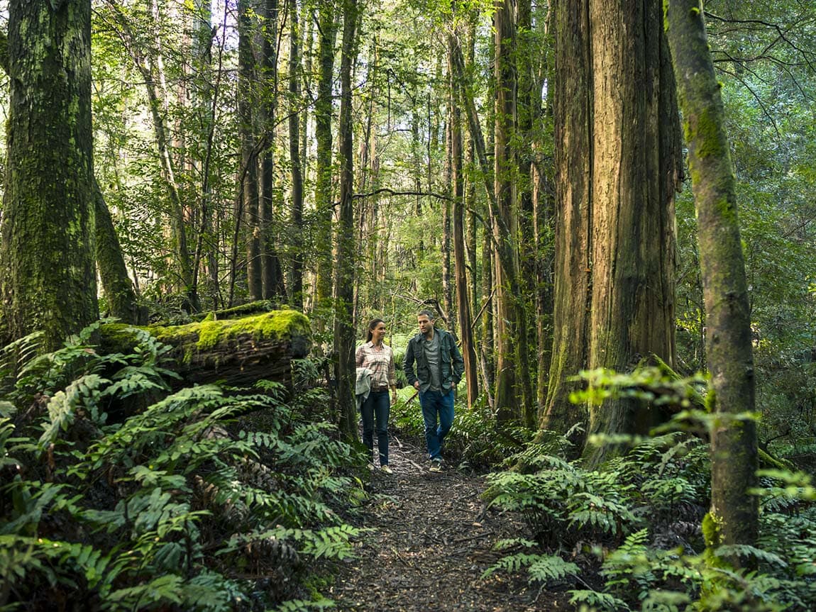 dandenong ranges trail (2)