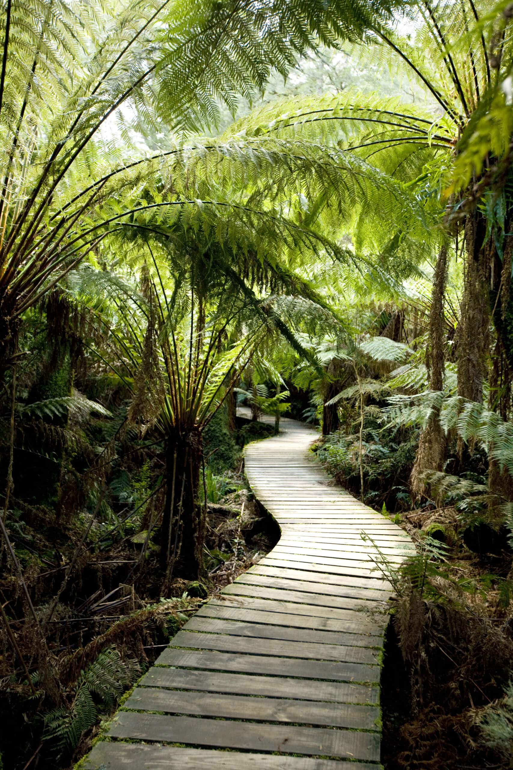 Great Otway National Park in Victoria.