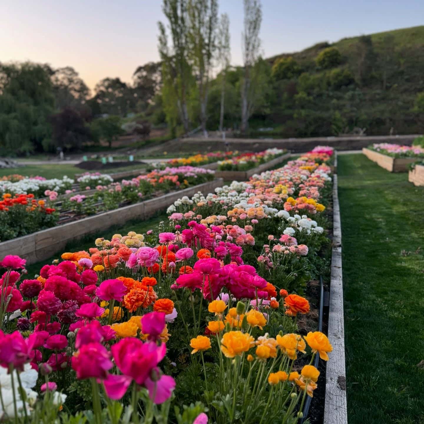 Flowers in bloom at Hahndorf Flower Farm in Adelaide Hills.