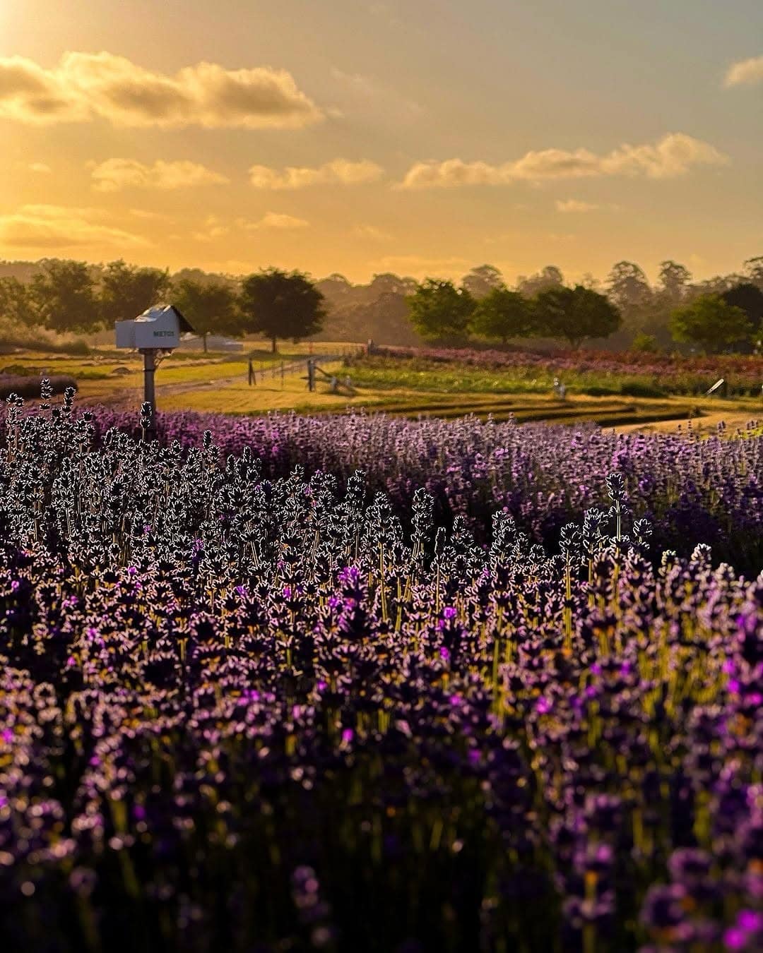 Lavender bushes at Jurlique Farm in Adelaide Hills.