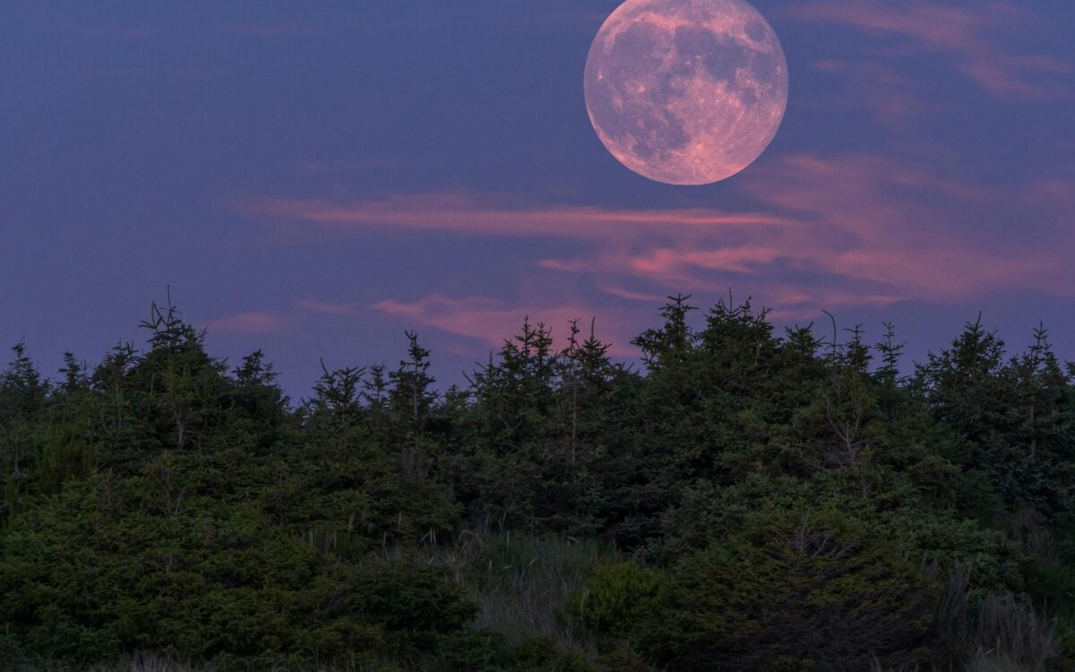 Pink Moon Magic Hits Adelaide This Week