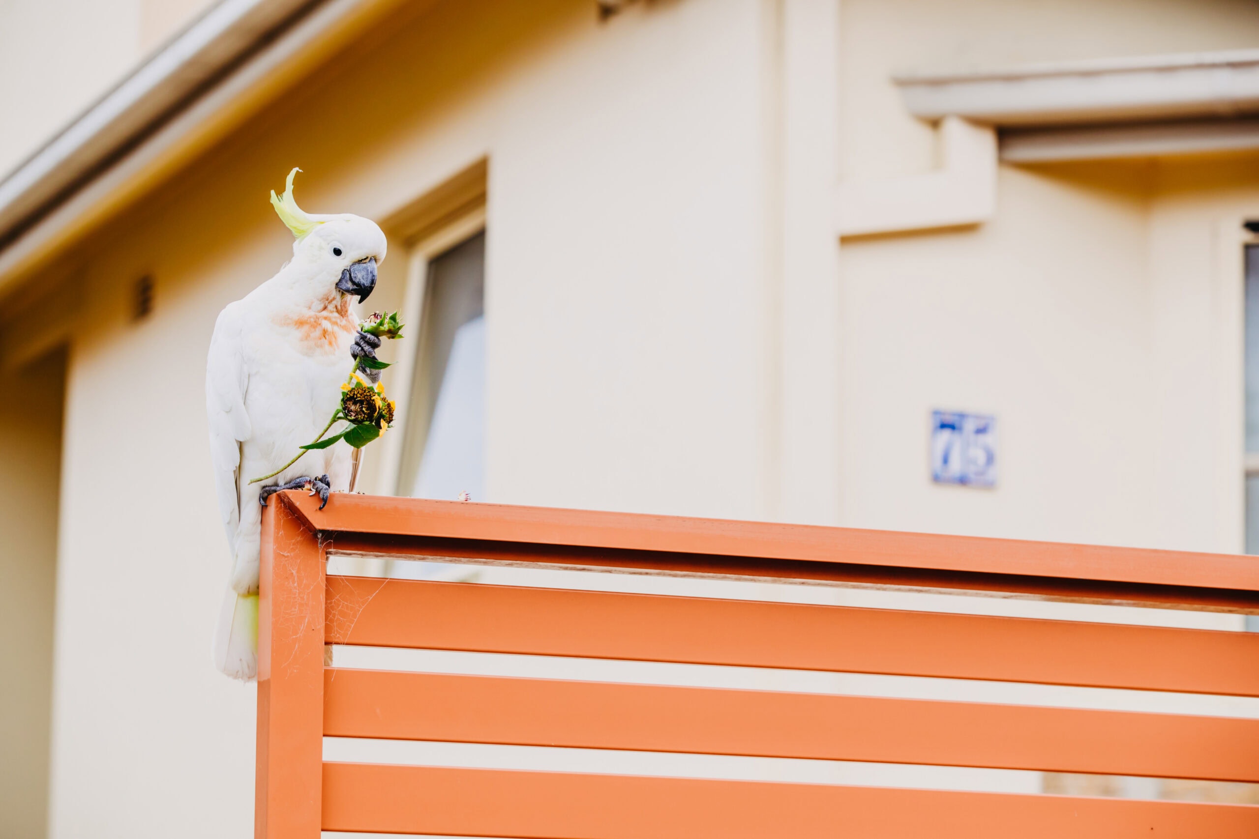 Cockatoo Perched on Fence in Sydney