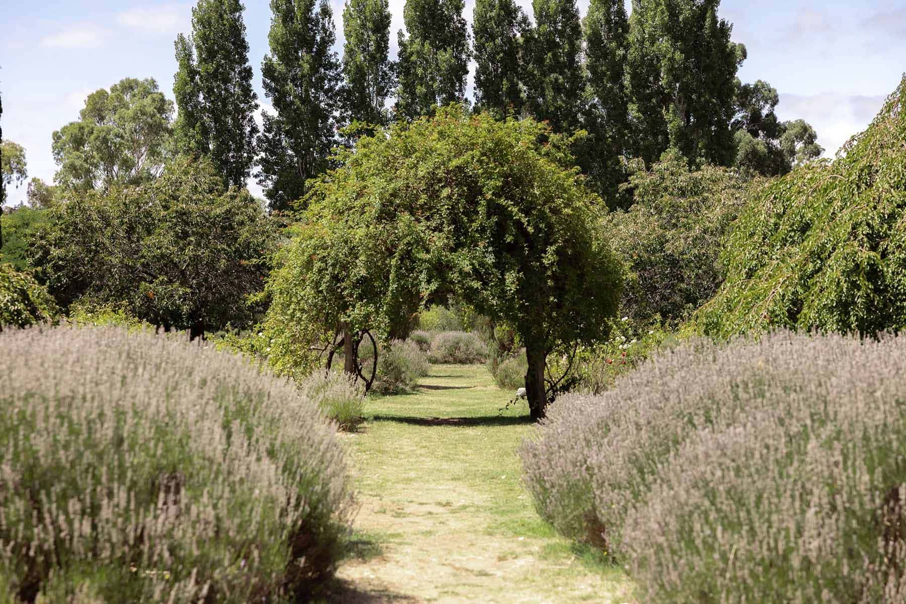 lavandula farm daylesford