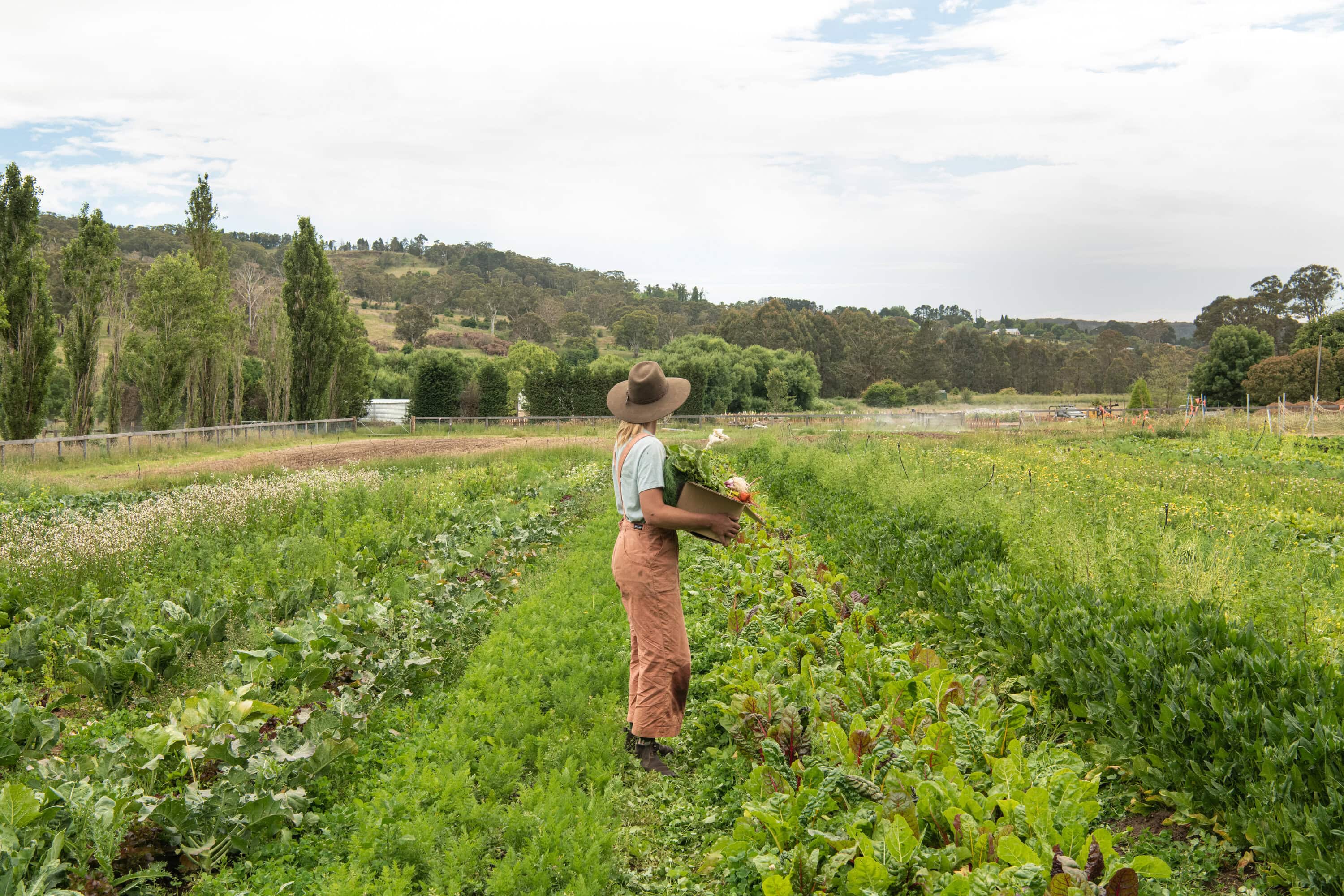 three blue ducks burradoo