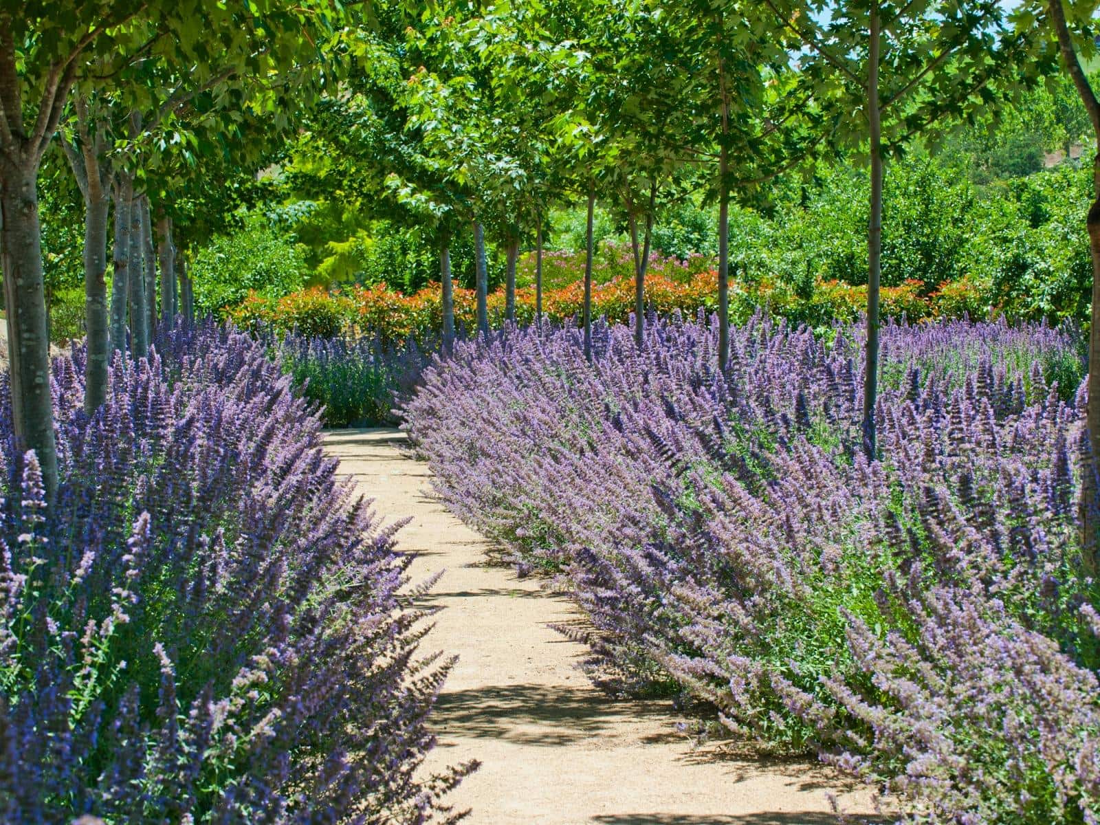 alowyn gardens visit victoria 1