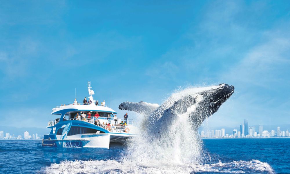 Humpback whale breaching next to Sea World whale watching cruise vessel Gold Coast skyline Queensland