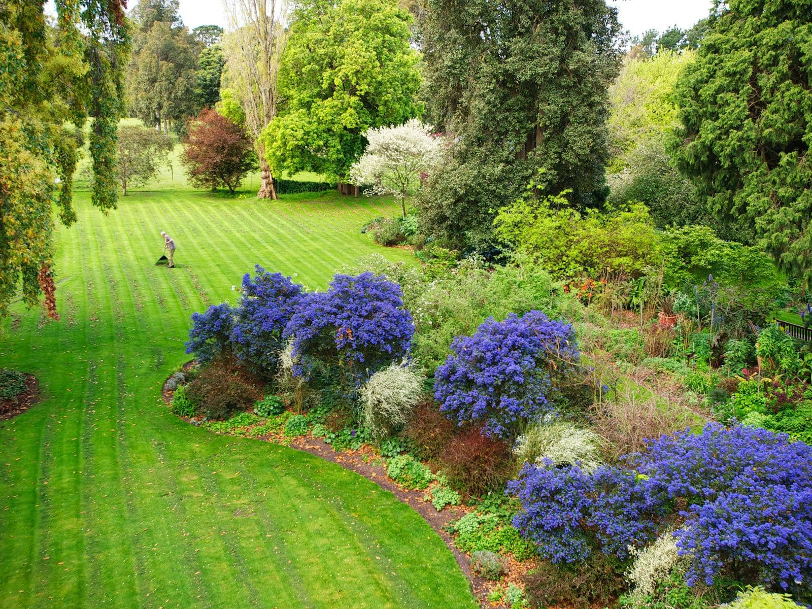 Sweeping lawns, mature trees and blue flowering garden beds at Cruden Farm in Langwarrin.