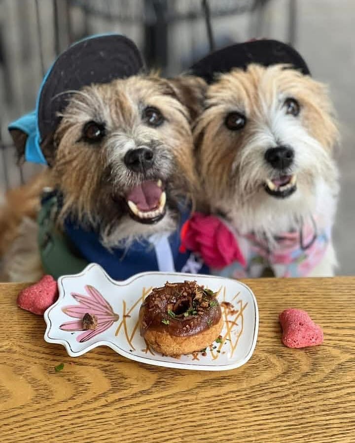 Two scruffy dogs with a doggy donut at naked brew.