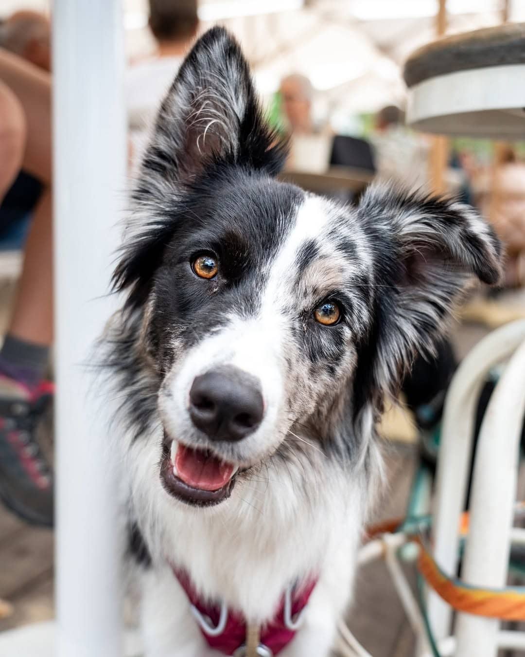 A black and white dof enjoying a day out at the boatshed in woronora.