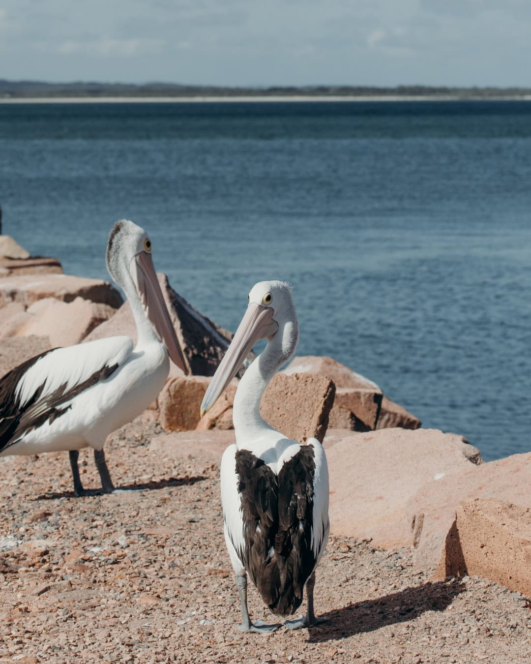 pelicans at anchorage port stephens