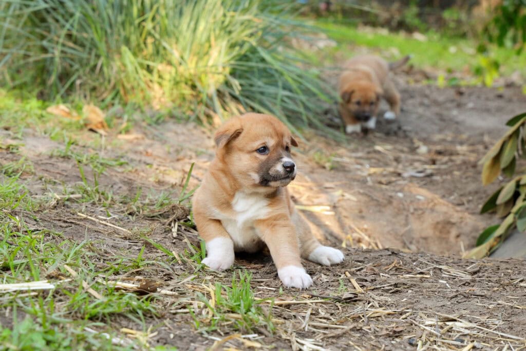 Baby dingo puppies playing outdoors at Australian Reptile Park Somersby