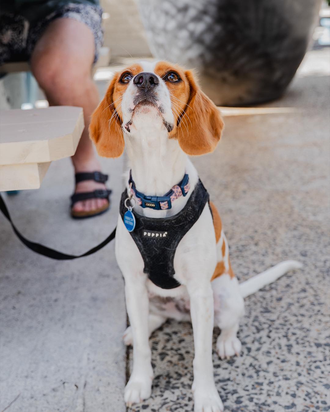 A beagle type dog enjoying a day out at public house petersham.