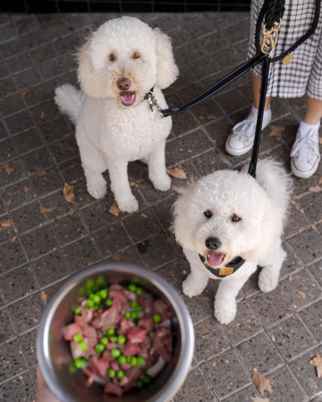 Two fluffy white dogs ready for a bowl of steak and peas at The Carrington in Surry Hills.