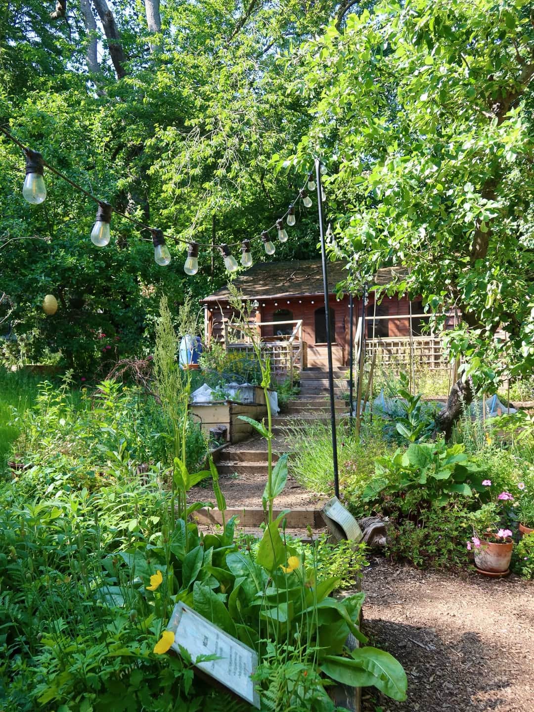 The lush, green kitchen garden at the Queen's Wood Cafe in Highgate.