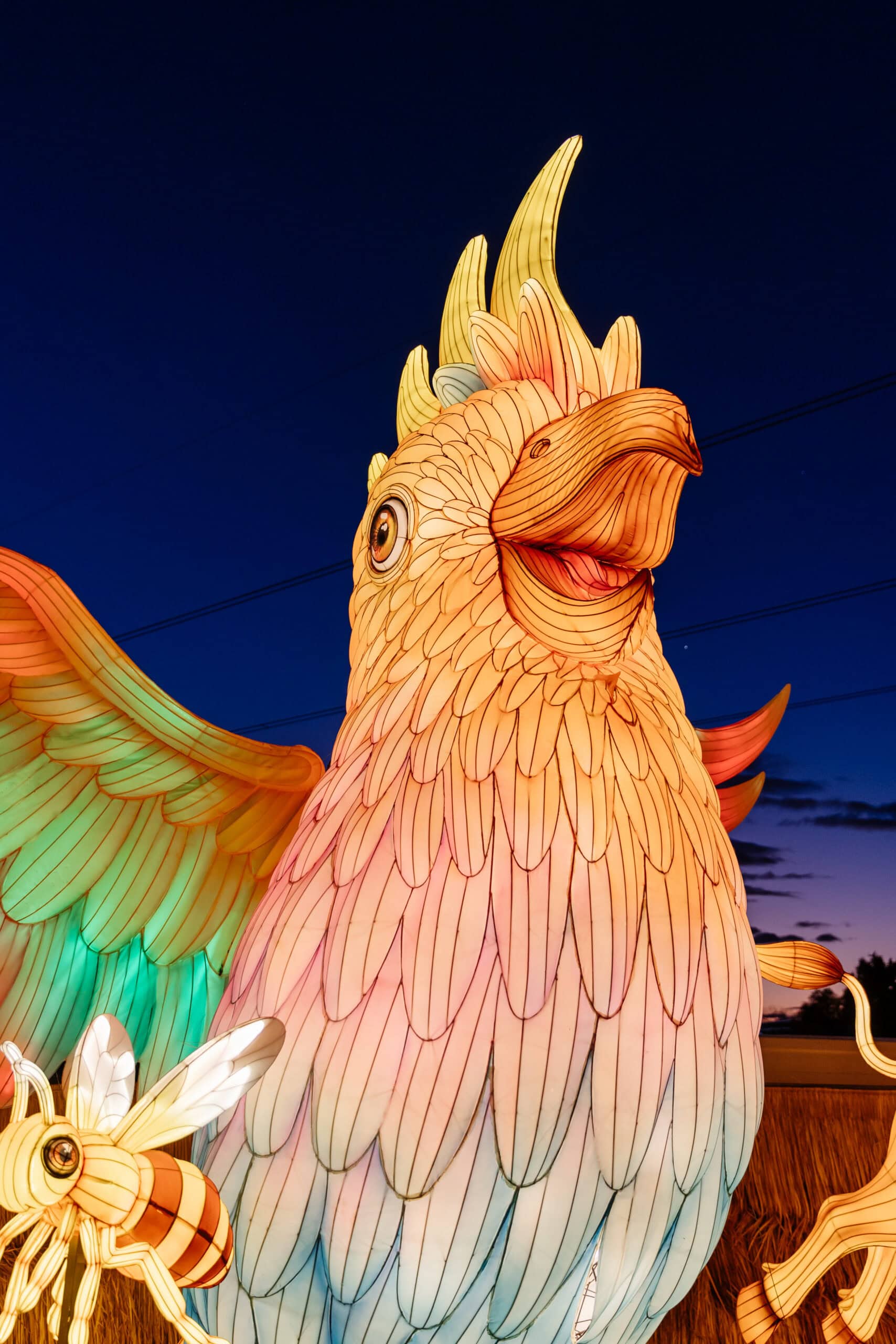 Giant illuminated cockatoo lantern sculpture at Lightfields South Windsor Sydney