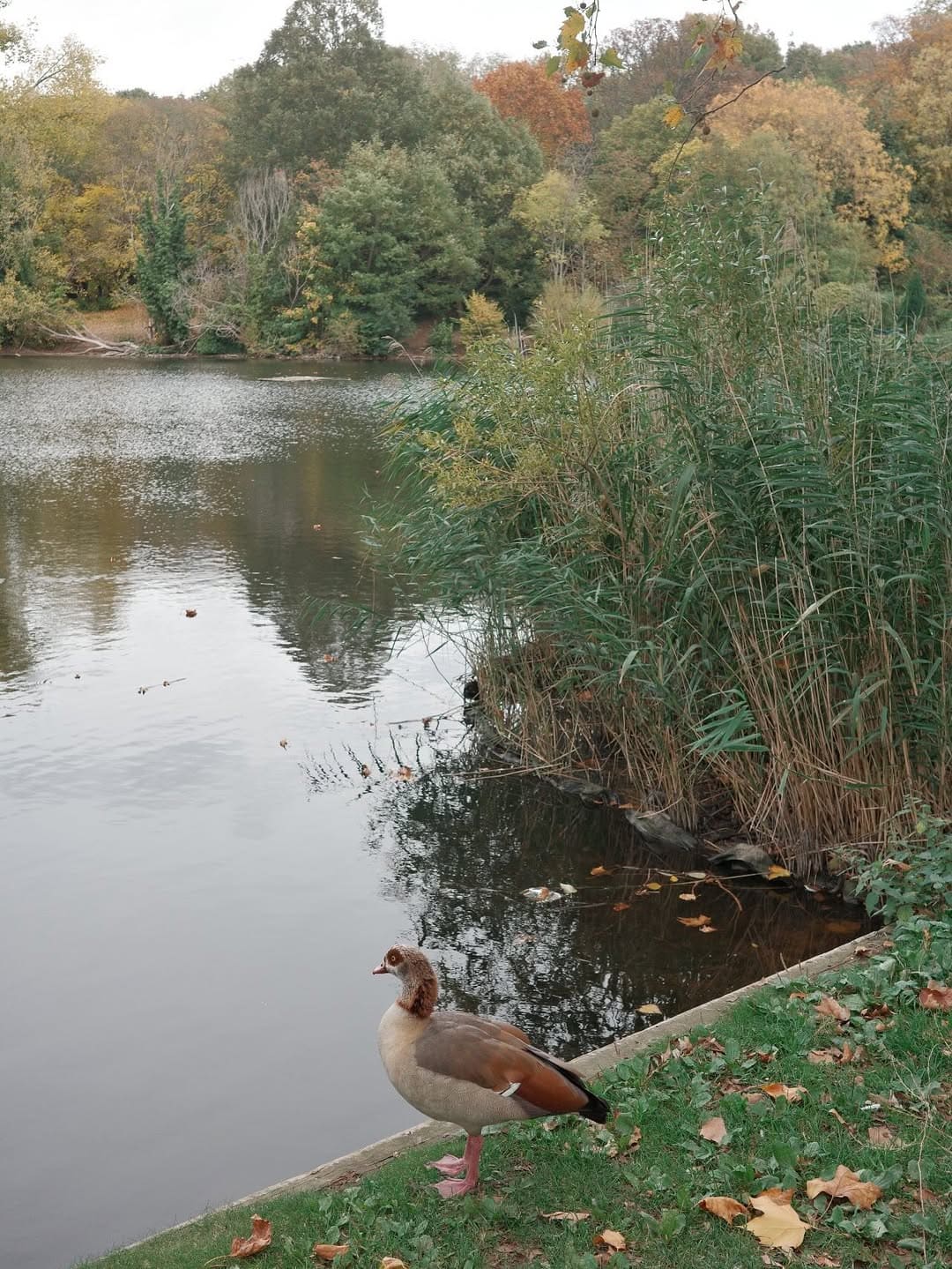 A goose on the edge of one of the ponds in Hampstead Heath in autumn.