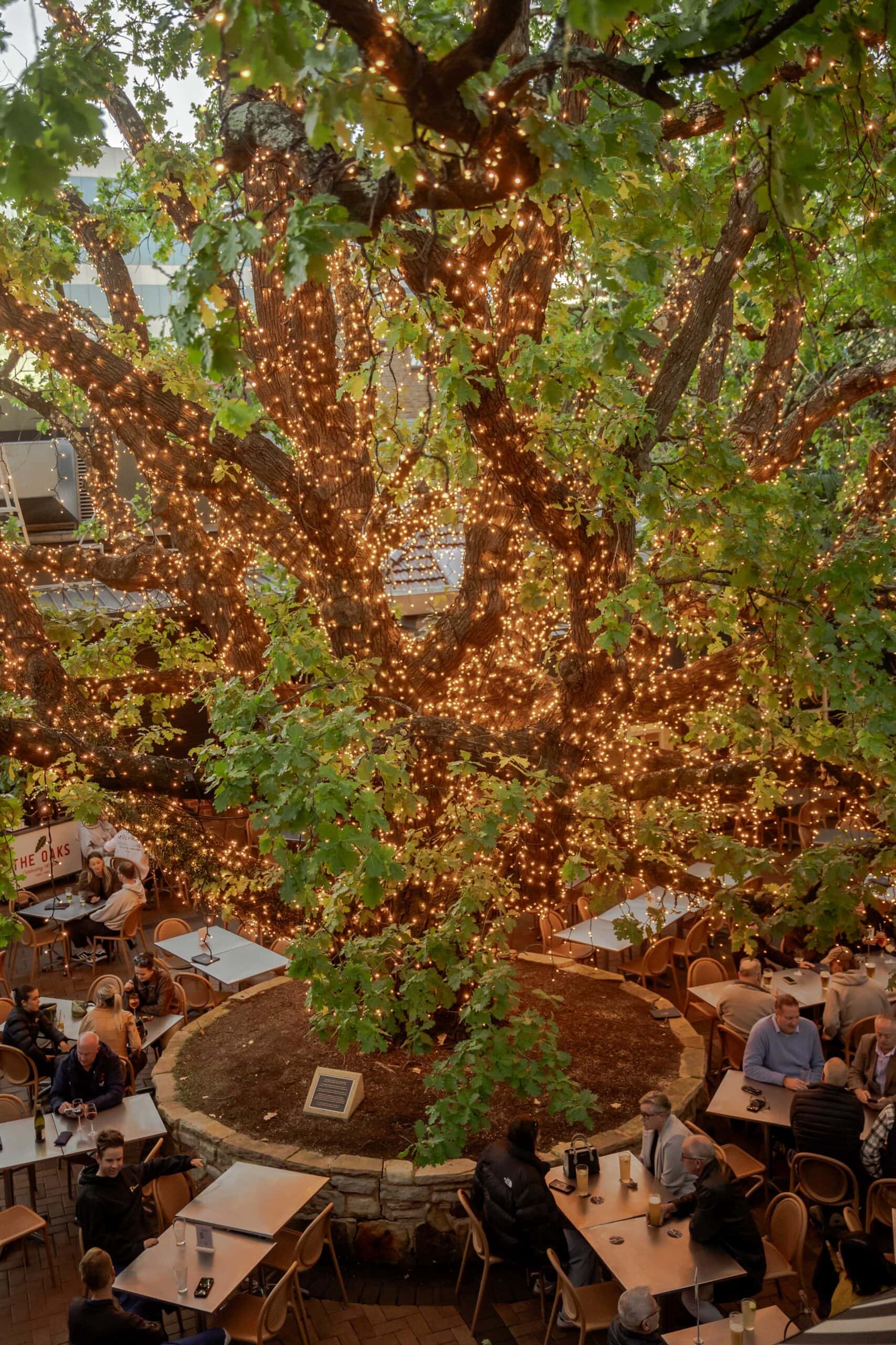 The Oaks Hotel beer garden with large oak tree wrapped in fairy lights and diners seated at outdoor tables Neutral Bay Sydney