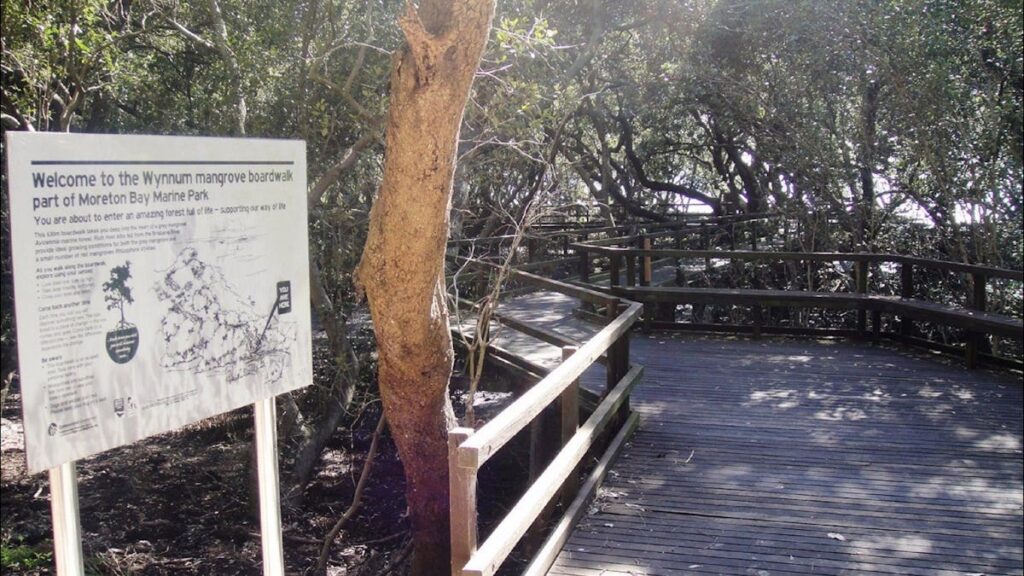 A boardwalk winding through the mangroves in Wynnum.