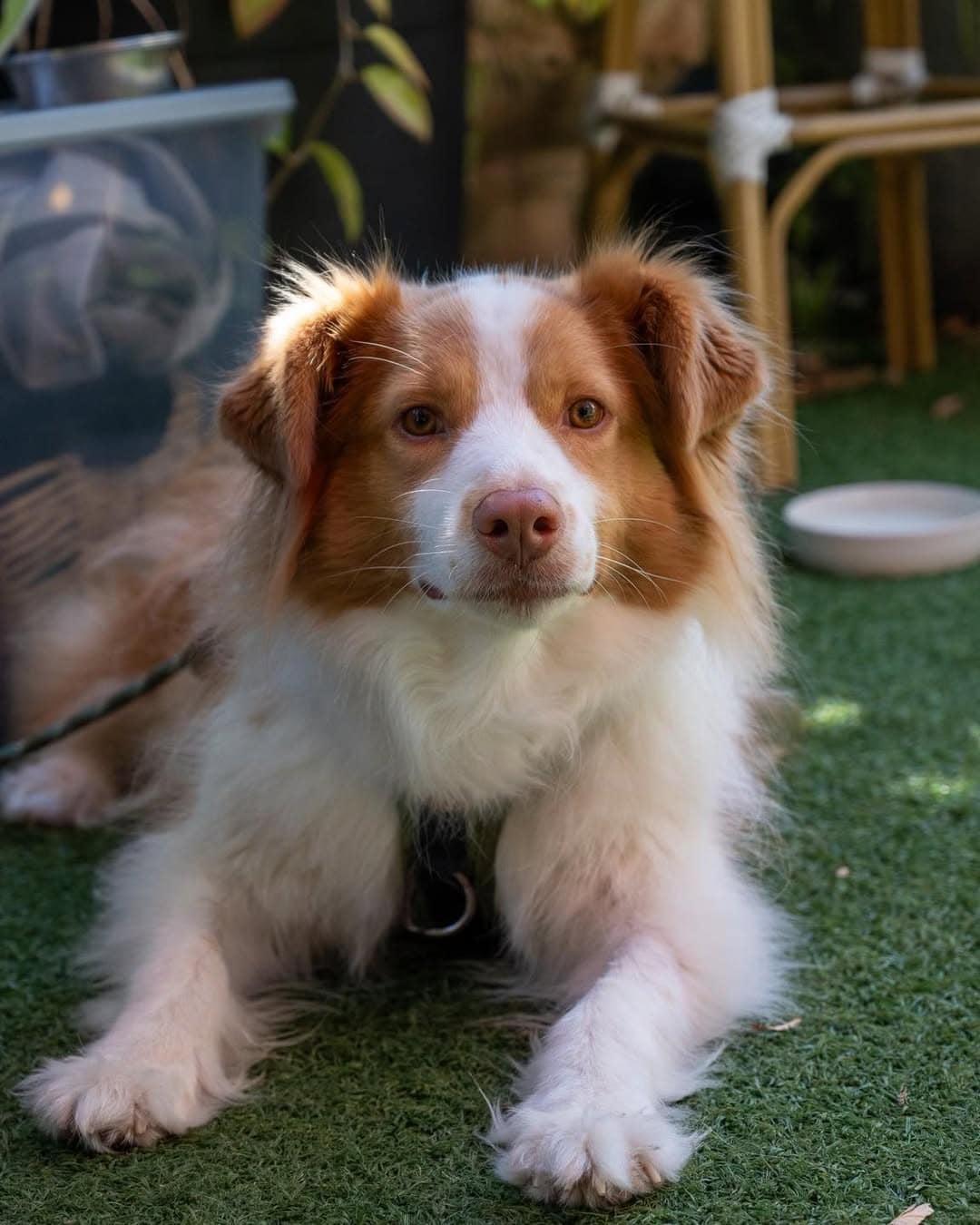 A dog lying on the grass at The Winery in Surry Hills.