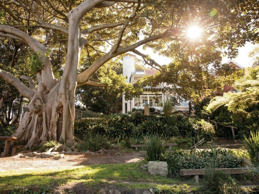 Fig tree and heritage house at Wendy Whiteley's Secret Garden Lavender Bay Sydney