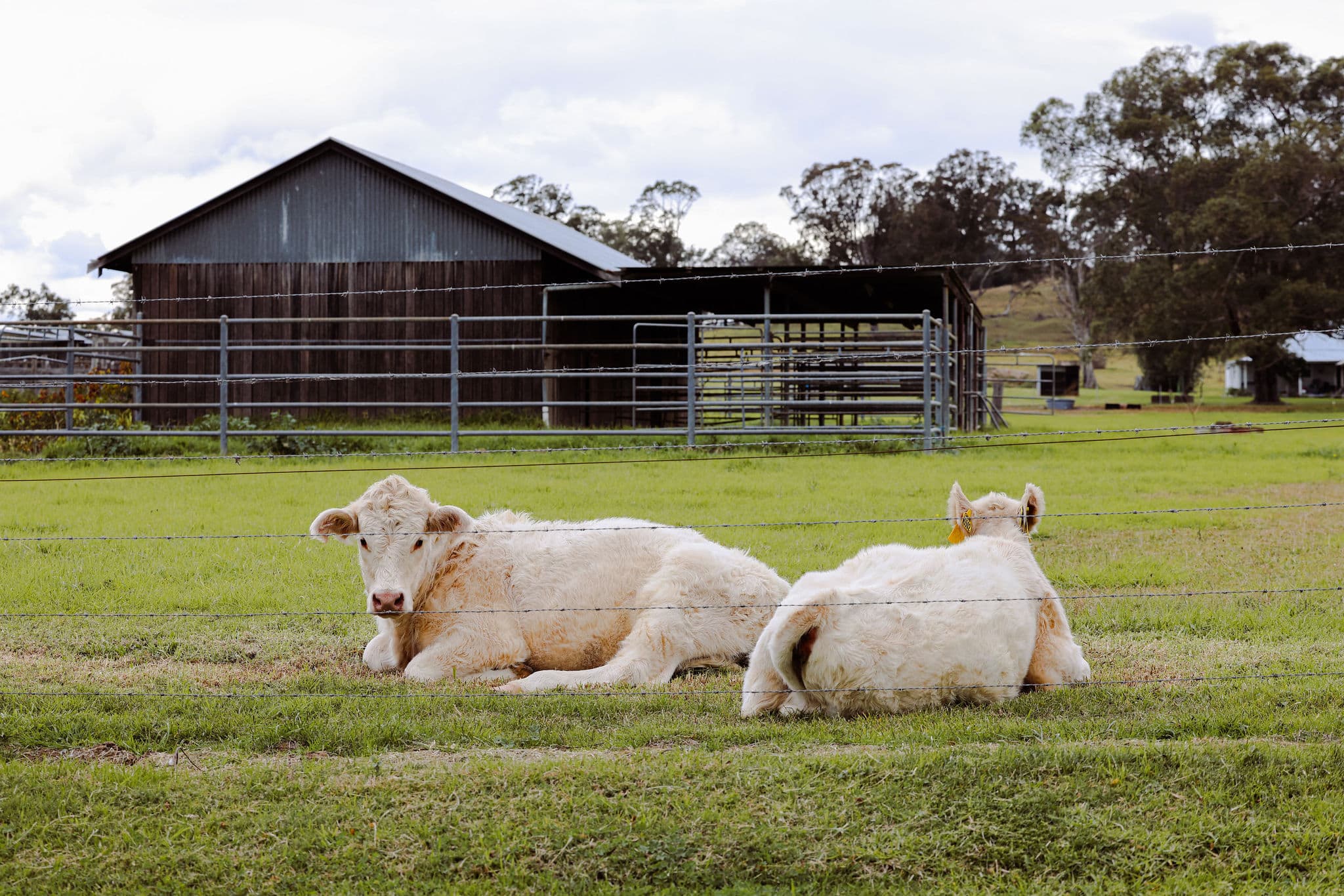 Cows Relaxing in Camden, NSW