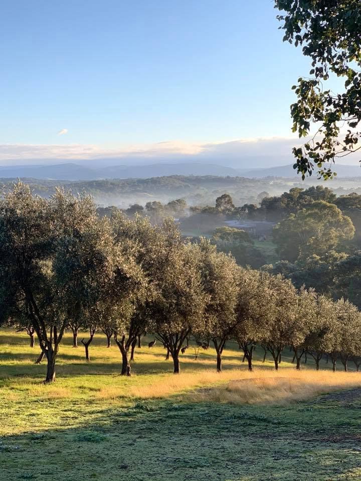 800 trees olive oil nillumbik shire victoria