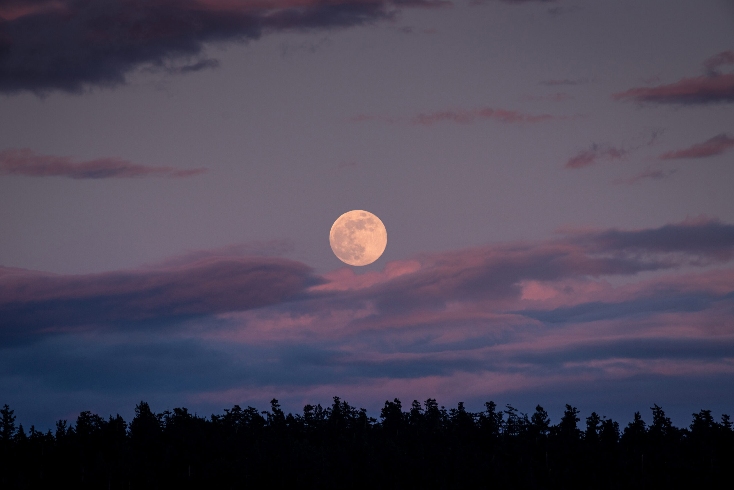 Full moon rising over a silhouetted treeline at dusk, with pink-hued clouds