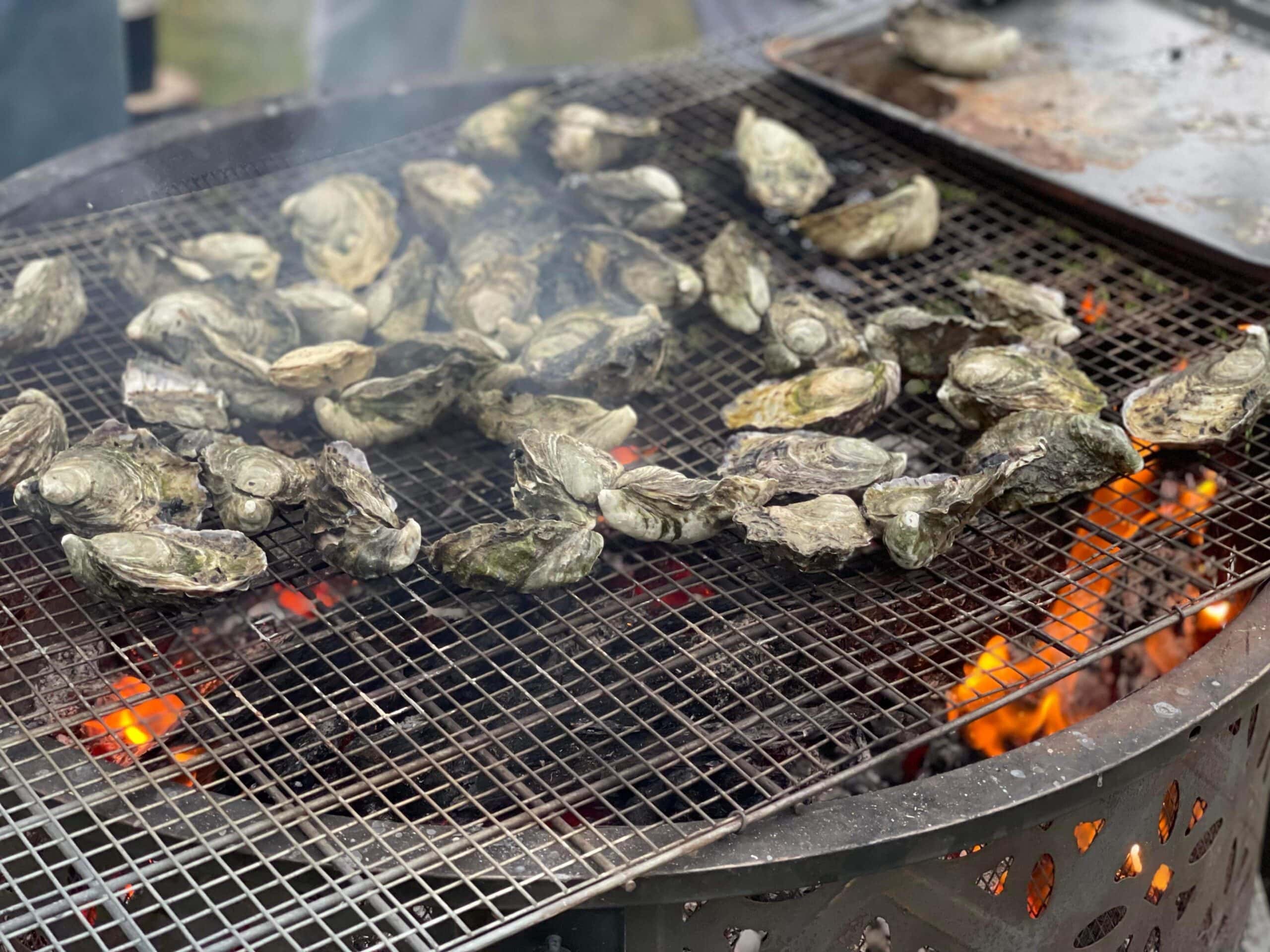 Fresh oysters grilling over hot coals at the Wild Harvest Seafood Festival