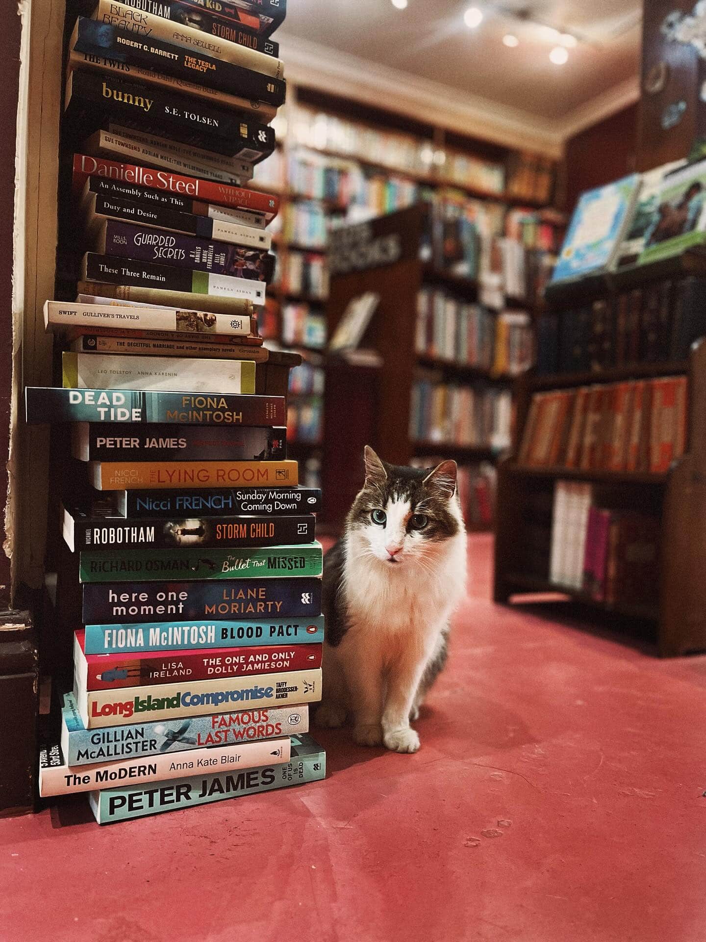 Cafe and bookshop cat Charlie winding his way around a stack of books at Sappho in Glebe.