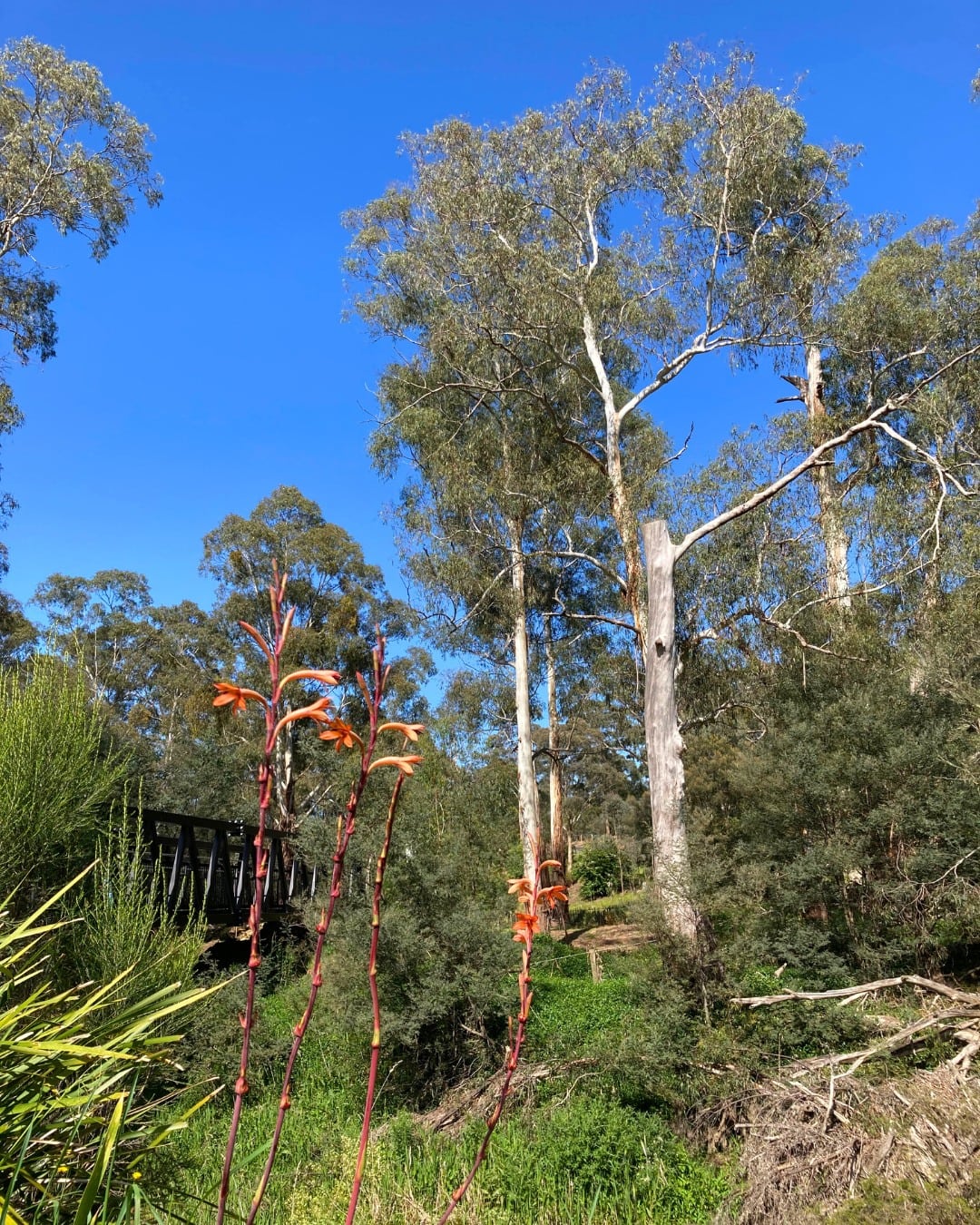 diamond creek trail visit nillumbik