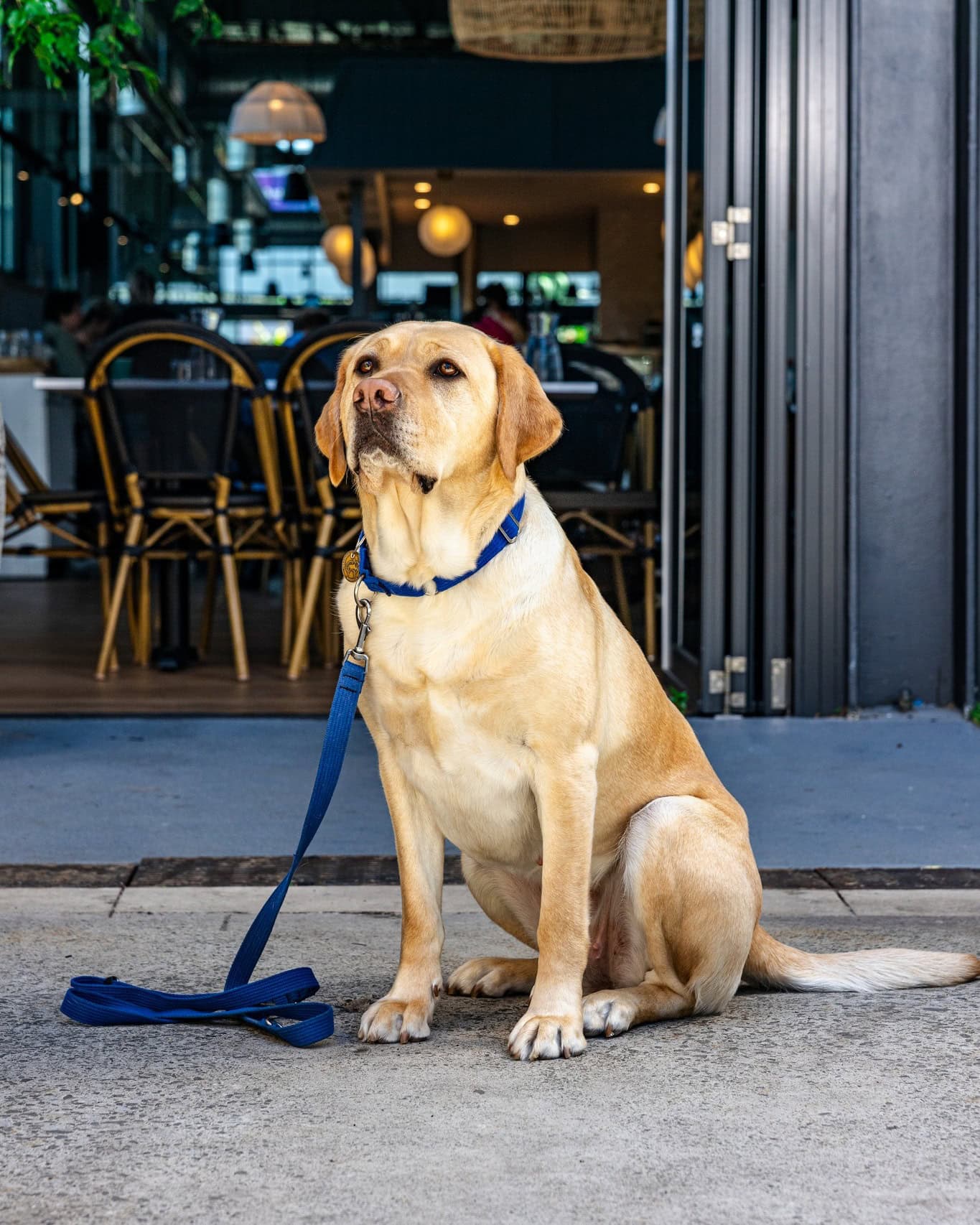 A labrador outside the cafe and distillery Buckle in Artarmon.