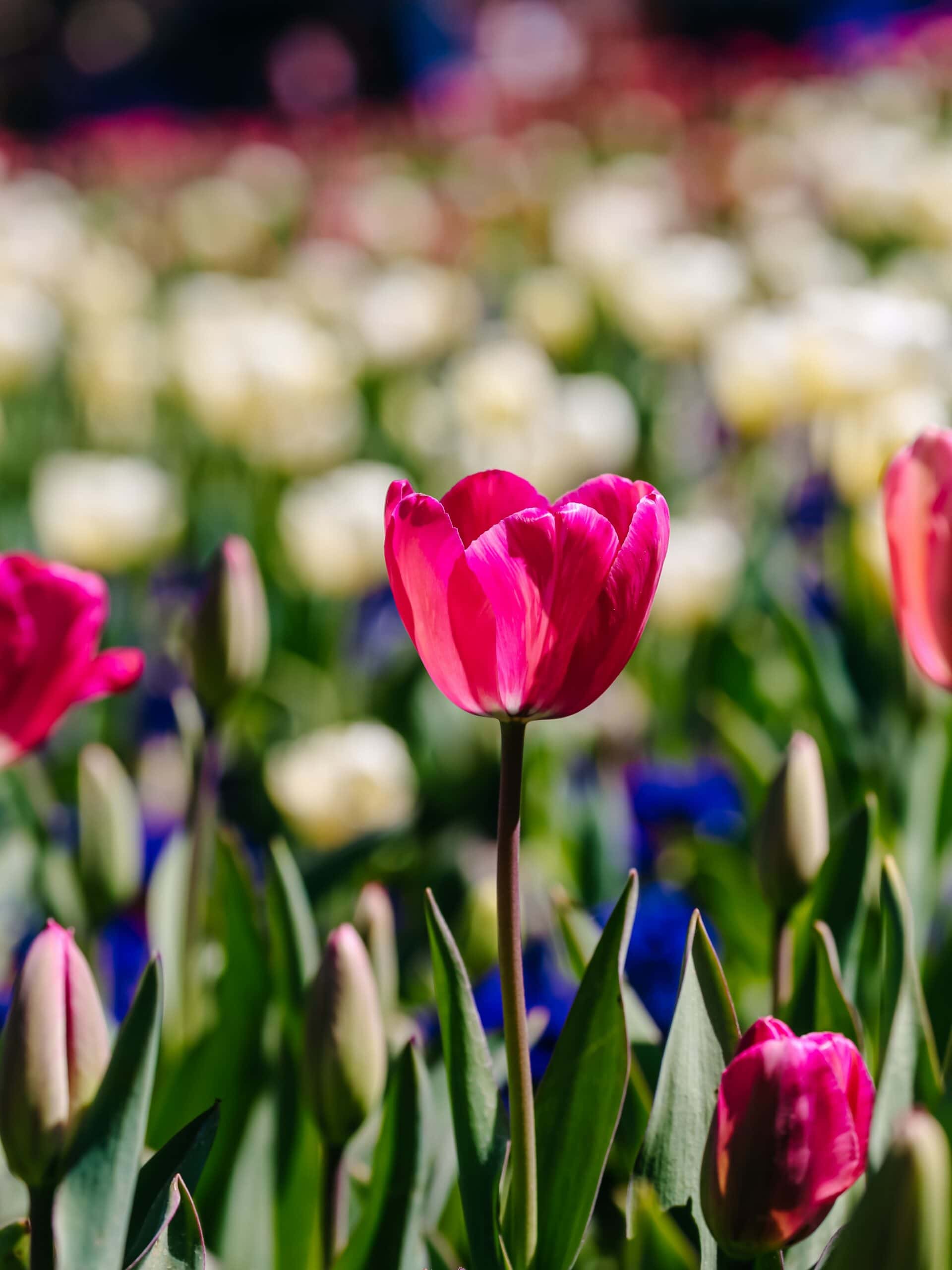 Pink tulip in bloom at Floriade Commonwealth Park Canberra