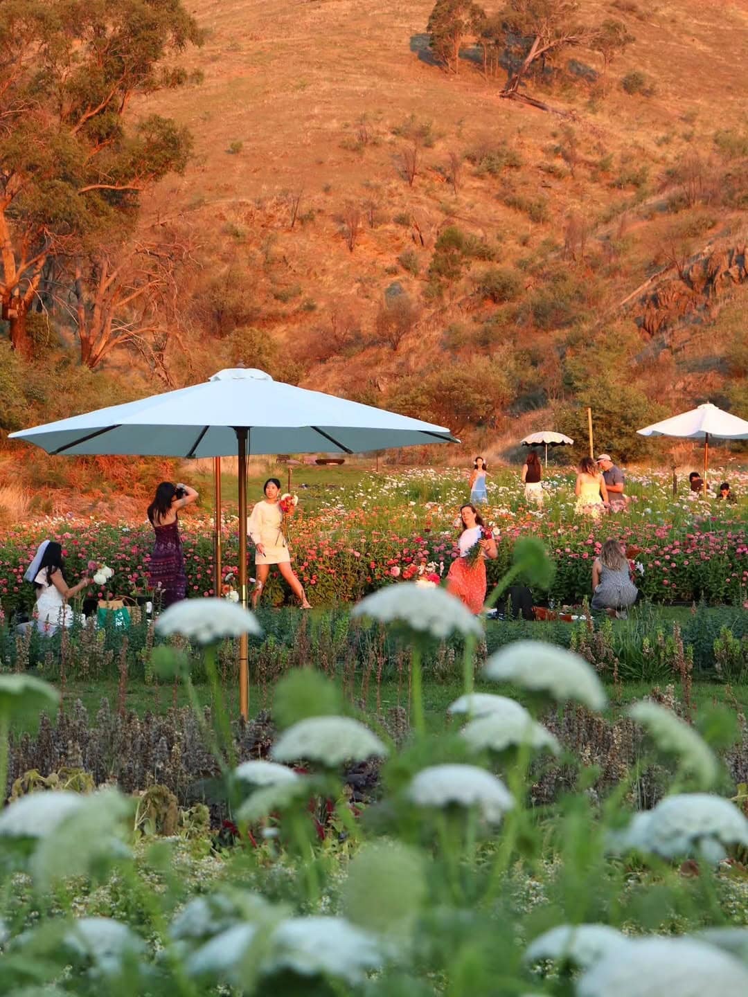Visitors picking seasonal flowers beneath umbrellas at Bloom Into You during golden hour in Flowerdale.