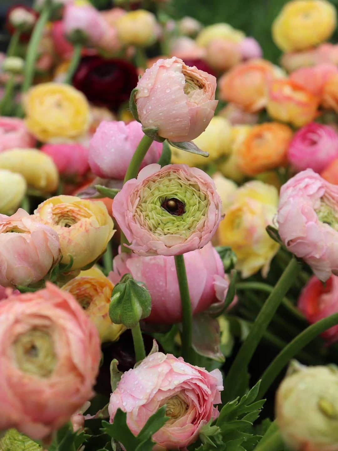 1. A mixed harvest of pink, orange and red ranunculus freshly picked at Bloom Into You in Flowerdale, Victoria.