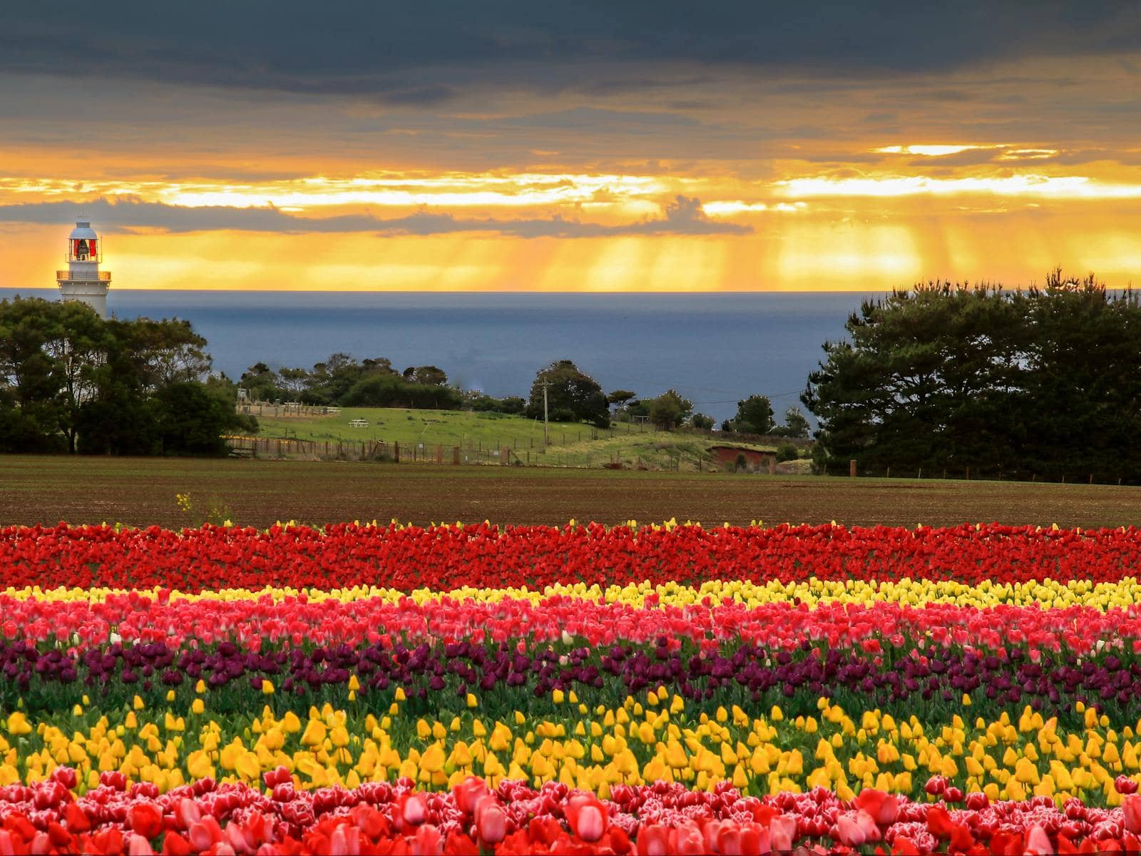 Sunset at Table Cape Tulip Farm in Tasmania