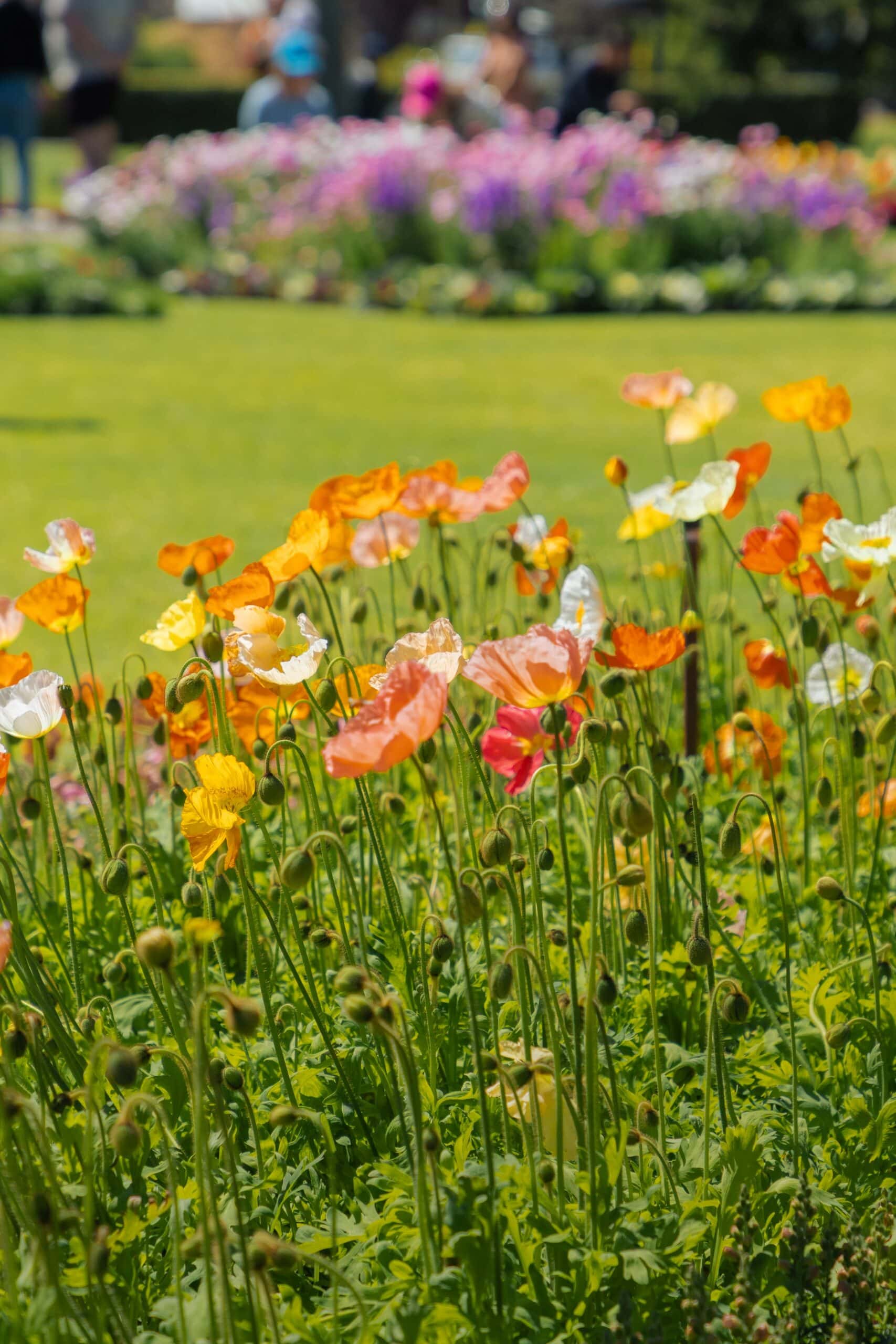 A close up of some poppies at the Toowoombra Carnival of Flowers.
