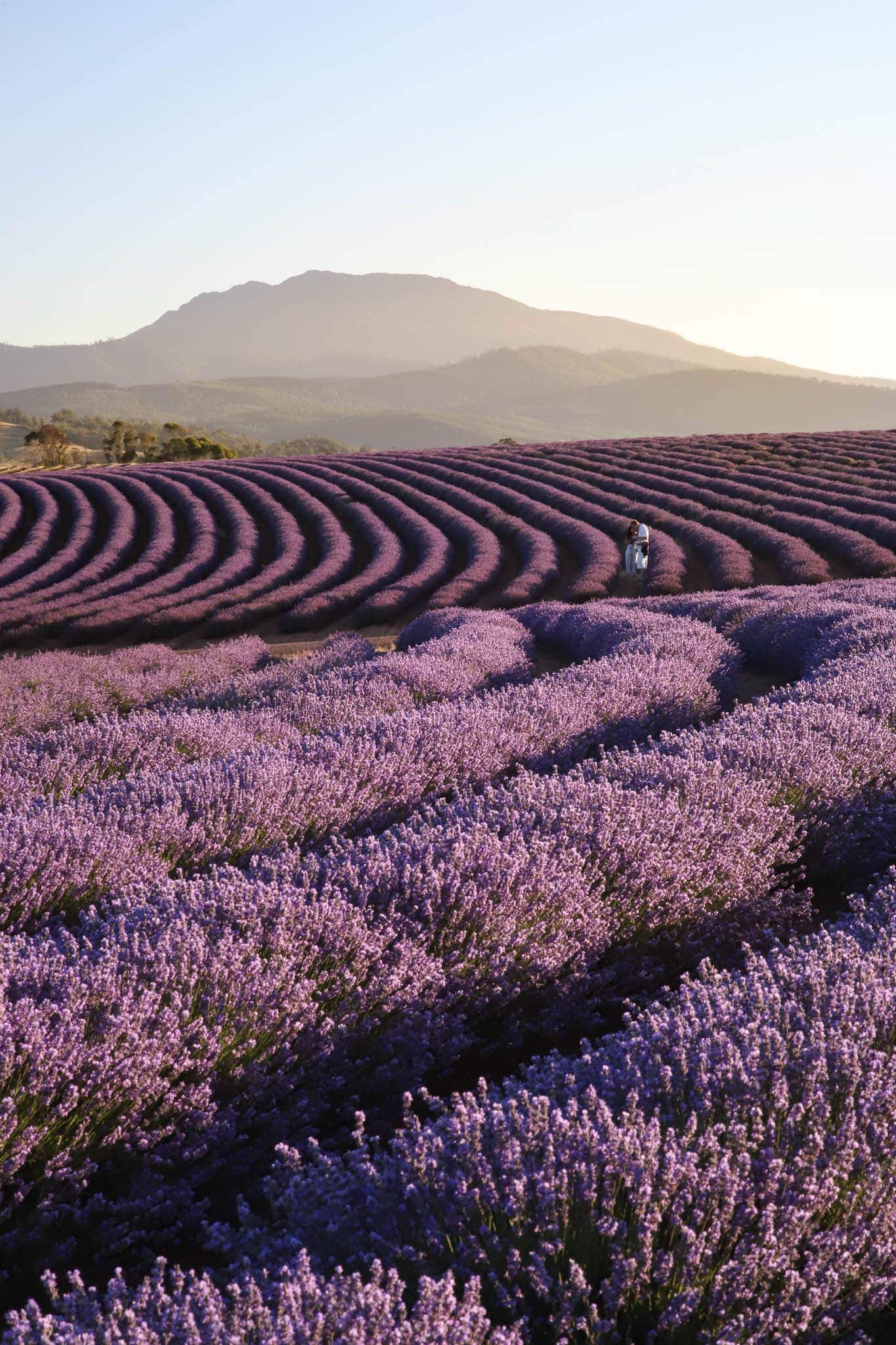 Rows of lavender at Bridestowe Lavender Estate in Tasmania