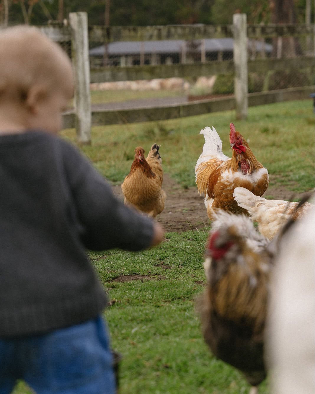 A child chasing chickens at The Woods Farm in Jervis Bay.