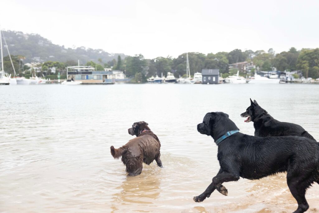 Dogs playing in the water at Rowland Reserve at Bayview.